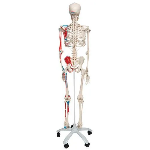 Human Skeleton Model with Painted Muscle Origins & Inserts - Max