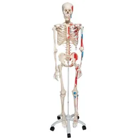 Human Skeleton Model with Painted Muscle Origins & Inserts - Max