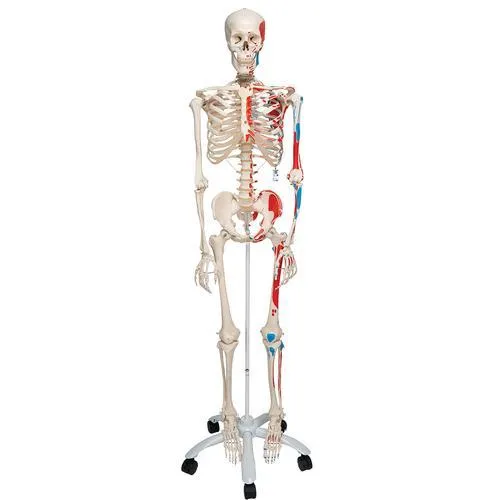 Human Skeleton Model with Painted Muscle Origins & Inserts - Max