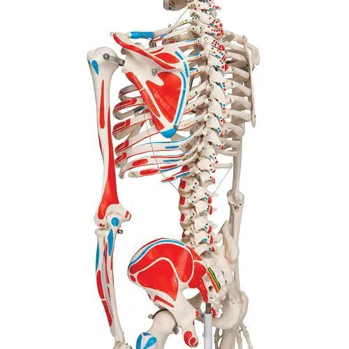 Human Skeleton Model with Painted Muscle Origins & Inserts - Max