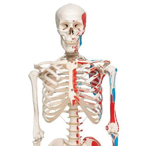 Human Skeleton Model with Painted Muscle Origins & Inserts - Max