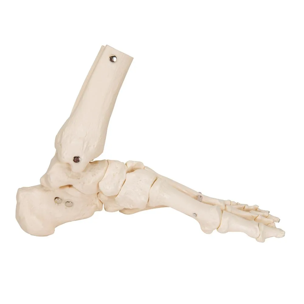 Loose Foot and Ankle Skeleton