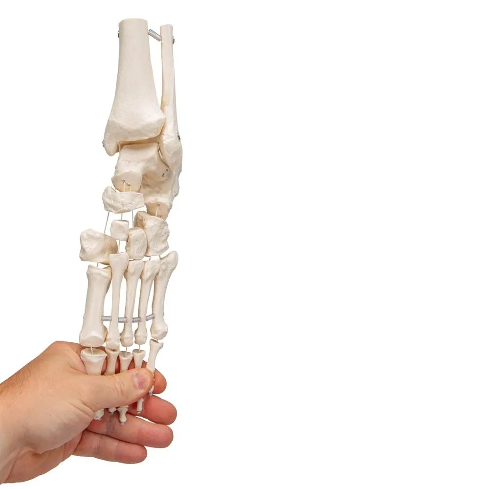 Loose Foot and Ankle Skeleton