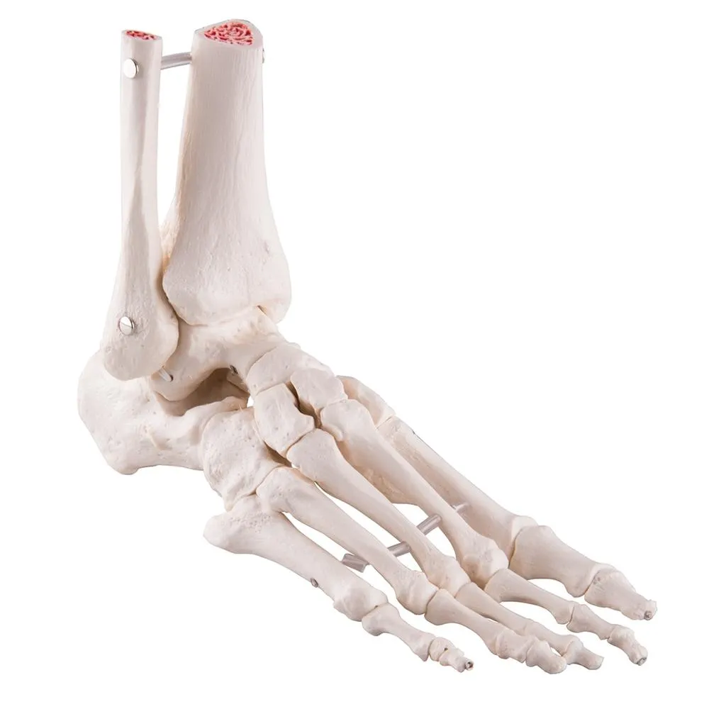 Loose Foot and Ankle Skeleton