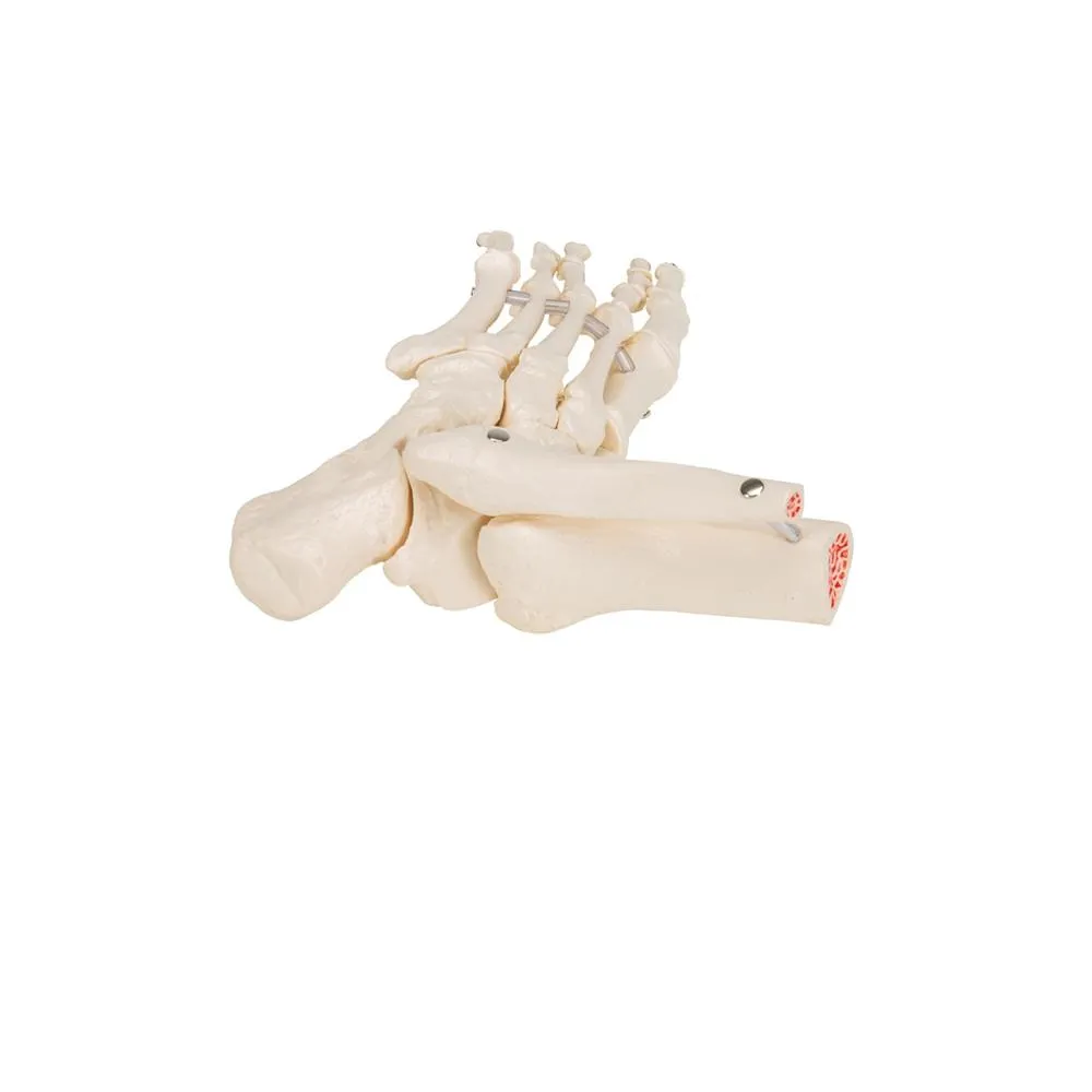 Loose Foot and Ankle Skeleton