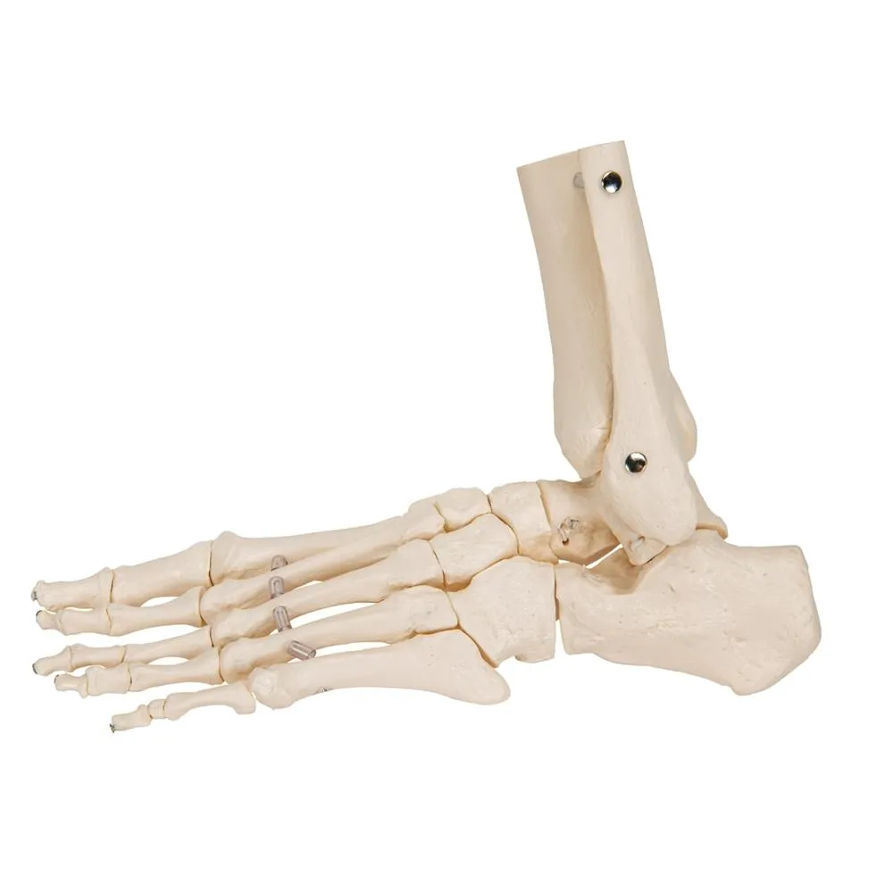 Loose Foot and Ankle Skeleton