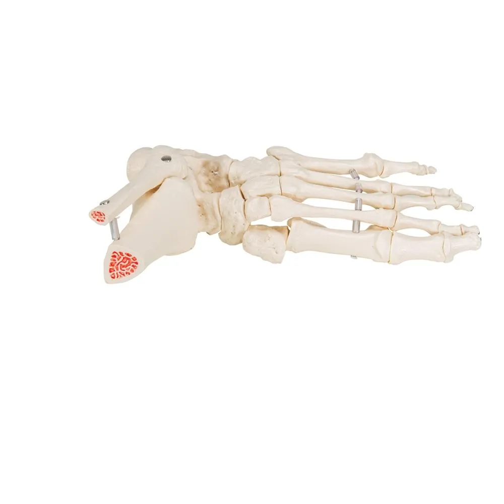 Loose Foot and Ankle Skeleton