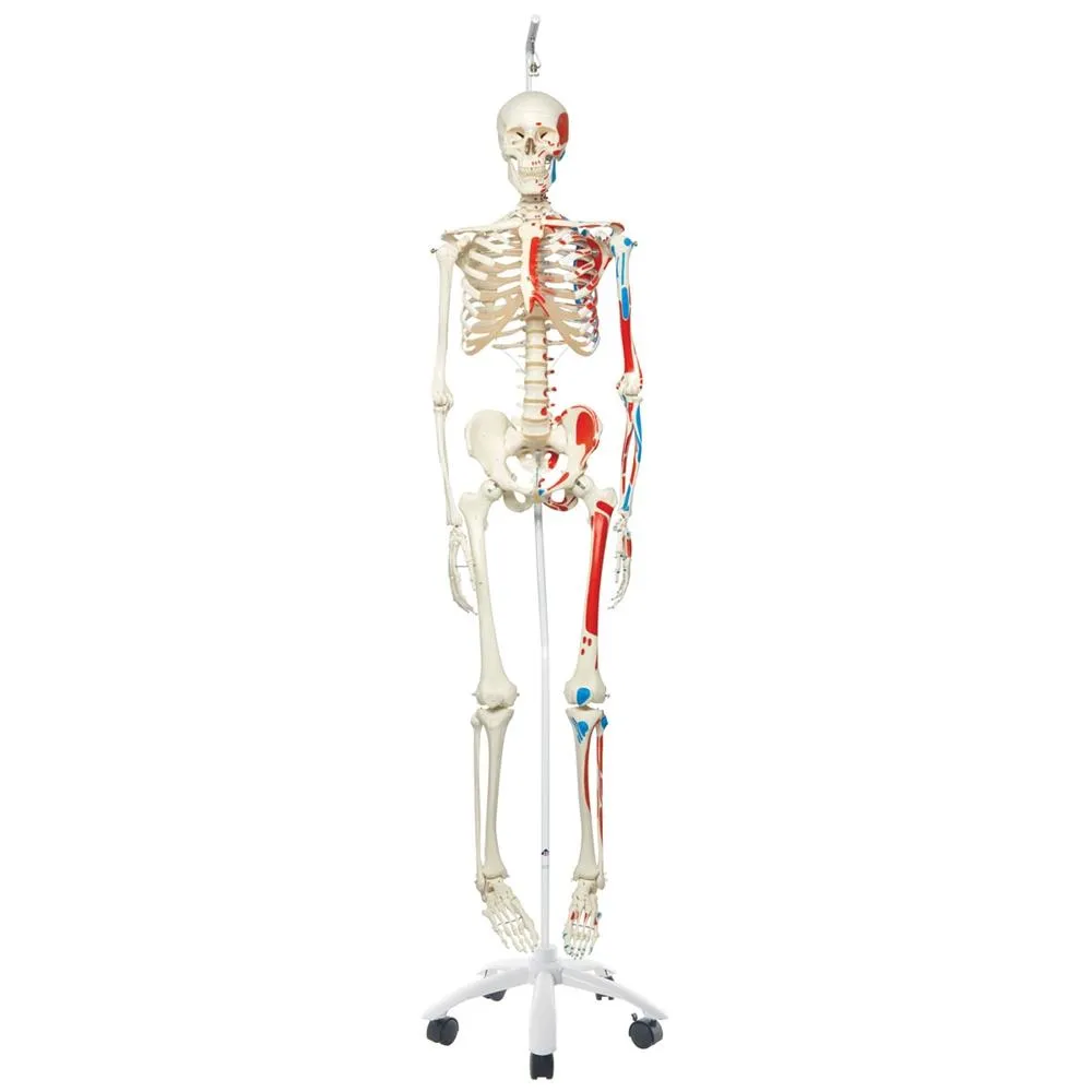 Max Skeleton with Painted Muscle Origins and Inserts on Hanging Stand