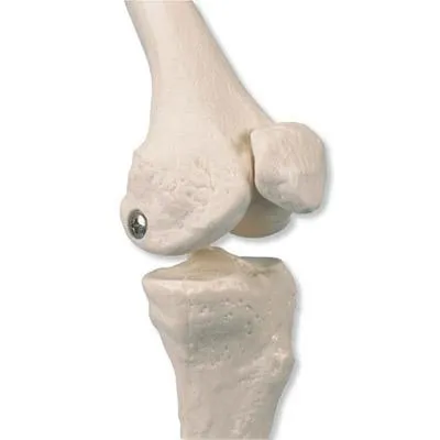 Mini Human Skeleton Shorty with Painted Muscles, On Pelvic Stand