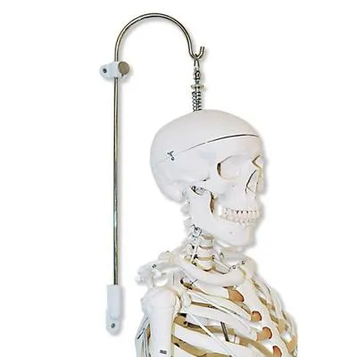 Stand for Spinal Columns and Skeletons, 3 part