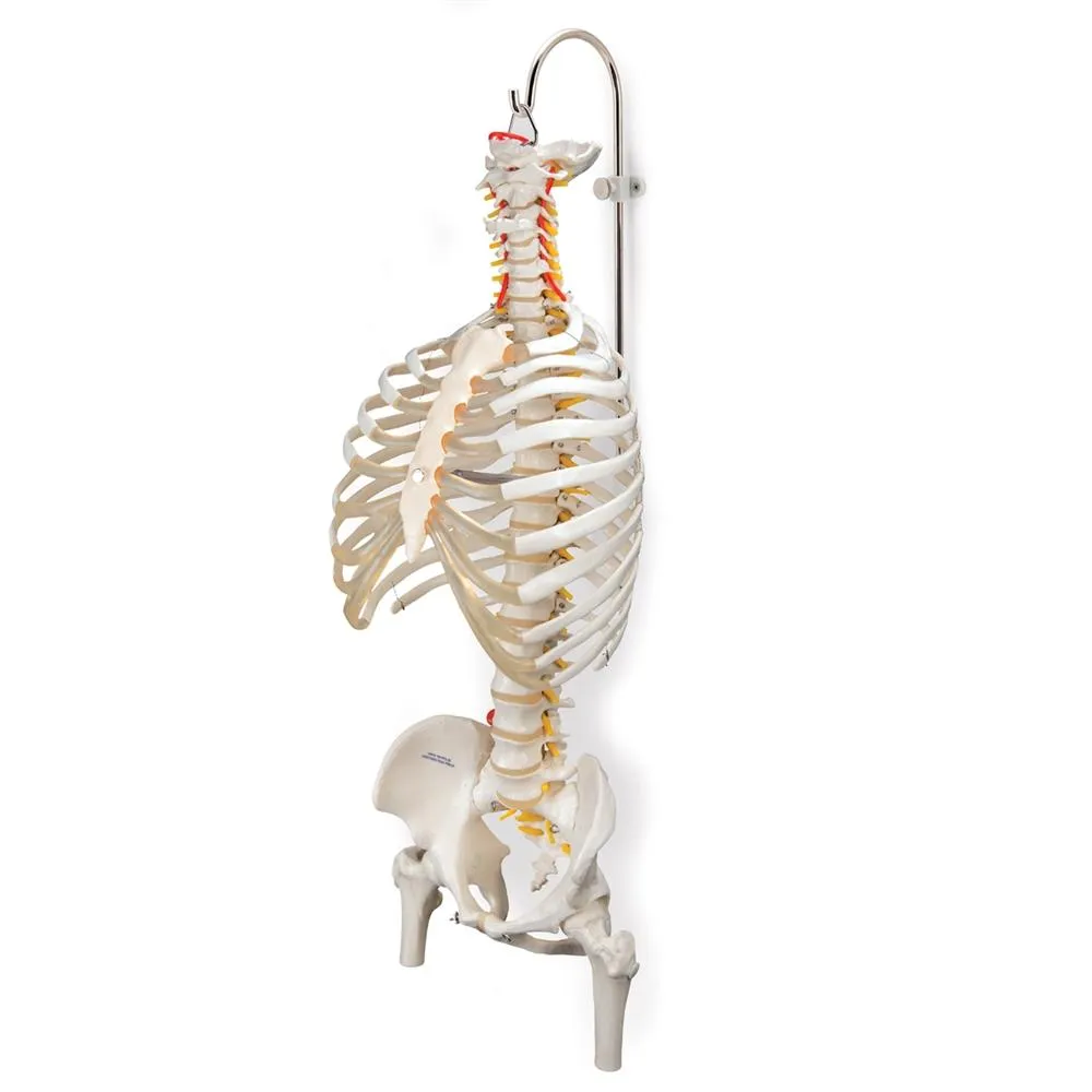 Stand for Spinal Columns and Skeletons, 3 part
